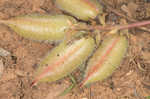 Tennessee milkvetch